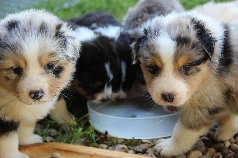 Chiot Berger Australien Des Prouesses d'Hermes